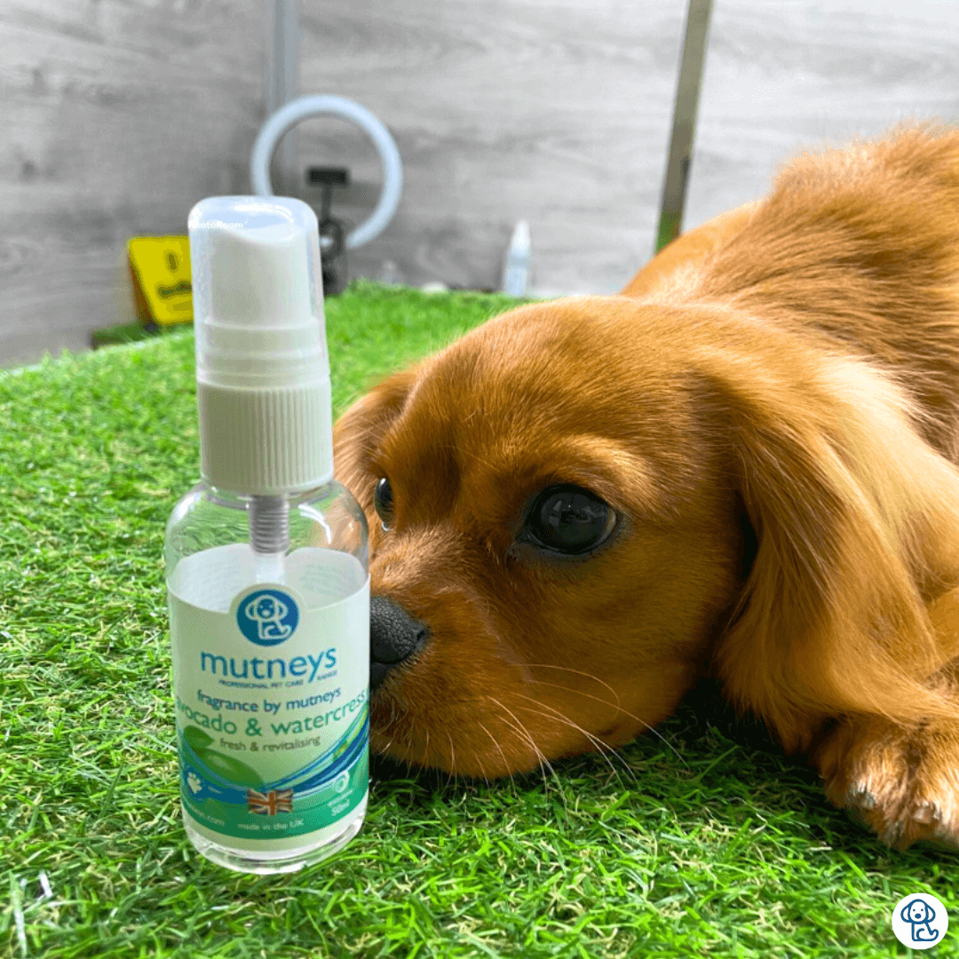 Mutneys Avocado & Watercress Fragrence 50 ml