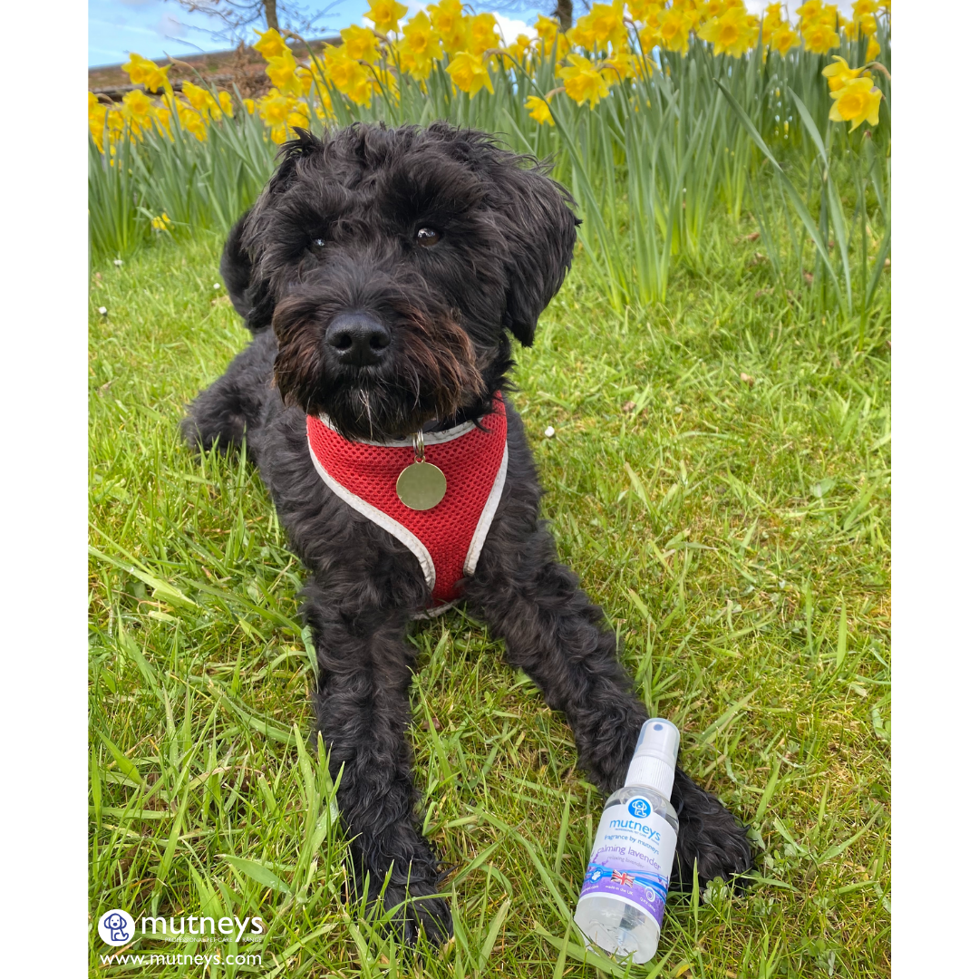 Mutneys Calming Lavendel Fragrence 50 ml