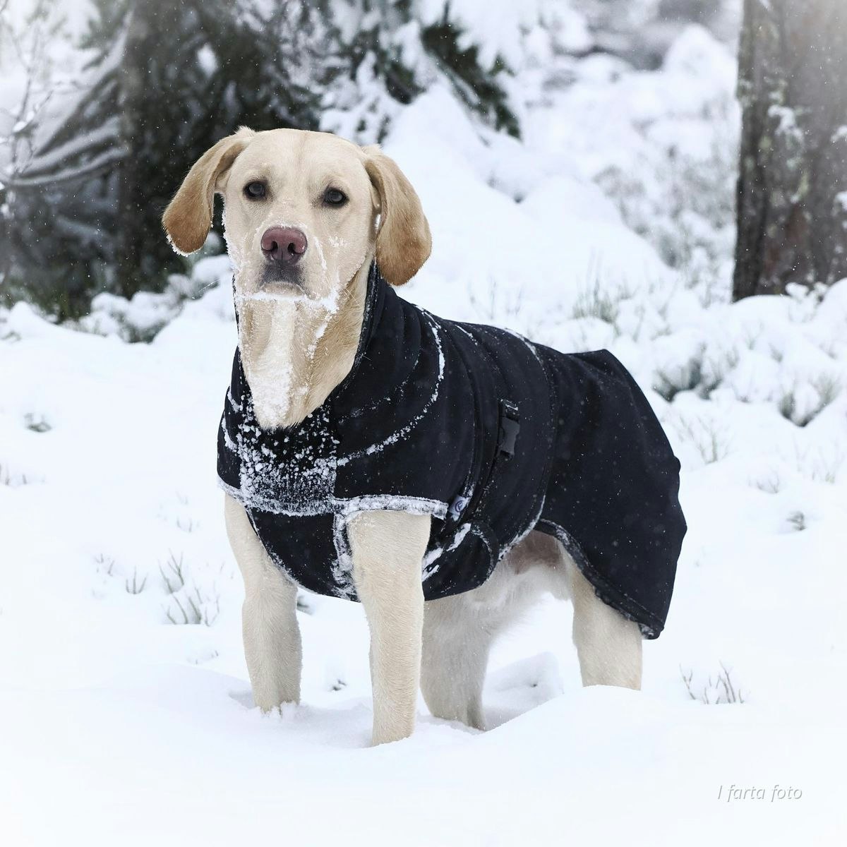 Canelana Thermo sort-100% ull dekken hund softshell ytterstoff - Bestillingsvare!