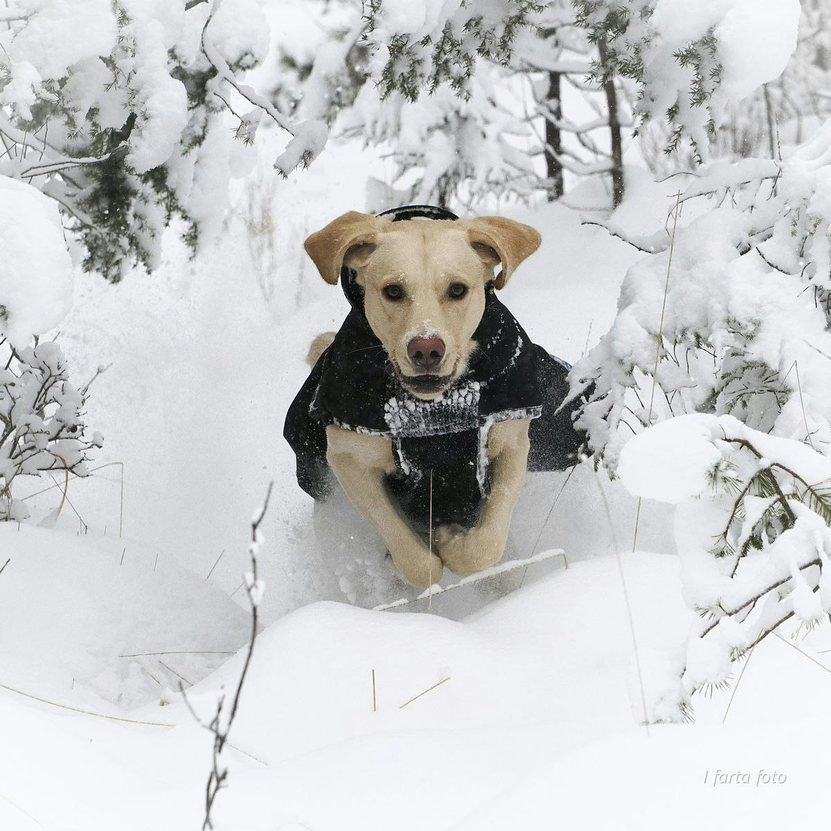 Canelana Thermo sort-100% ull dekken hund softshell ytterstoff - Bestillingsvare!
