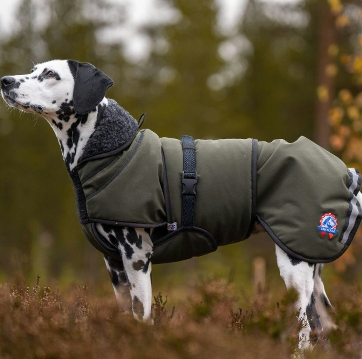 Canelana Thermo grønn-100% ull dekken hund softshell ytterstoff - Bestillingsvare!