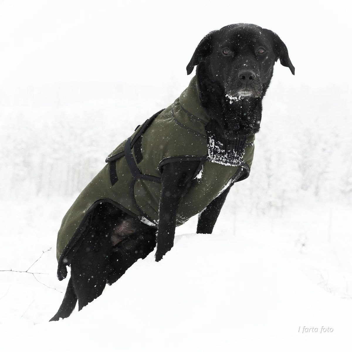 Canelana Thermo grønn-100% ull dekken hund softshell ytterstoff - Bestillingsvare!
