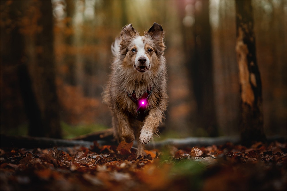 Orbiloc Dog Dual