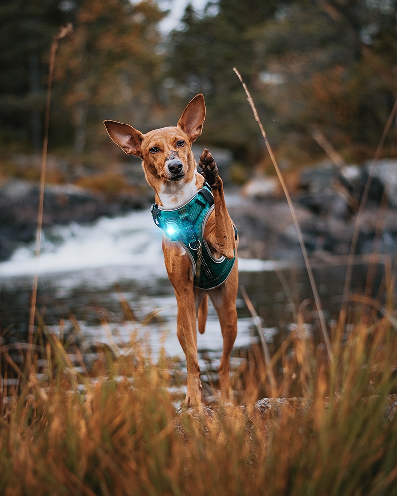 Orbiloc Dog Dual