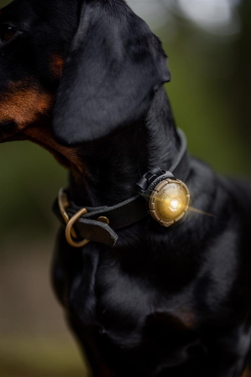 Orbiloc Dog Dual