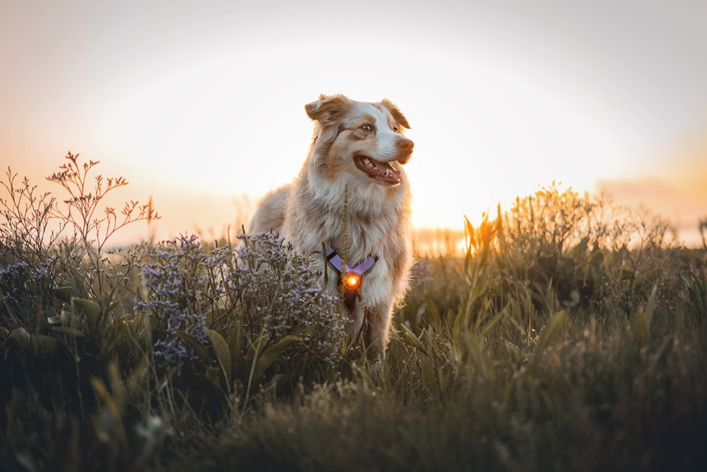 Orbiloc Dog Dual