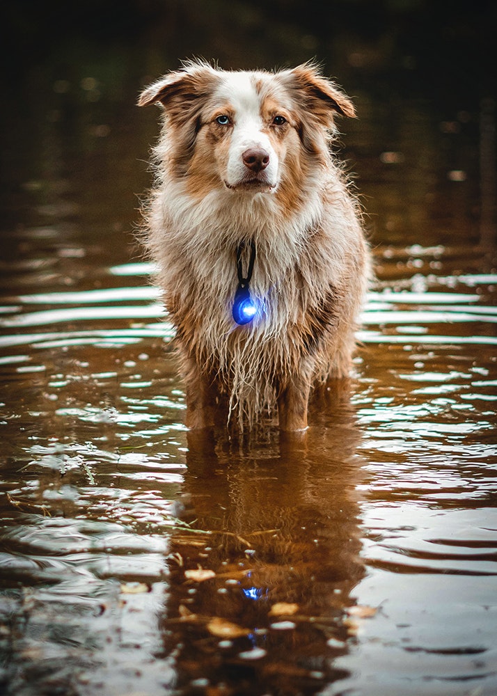 Orbiloc Dog Dual