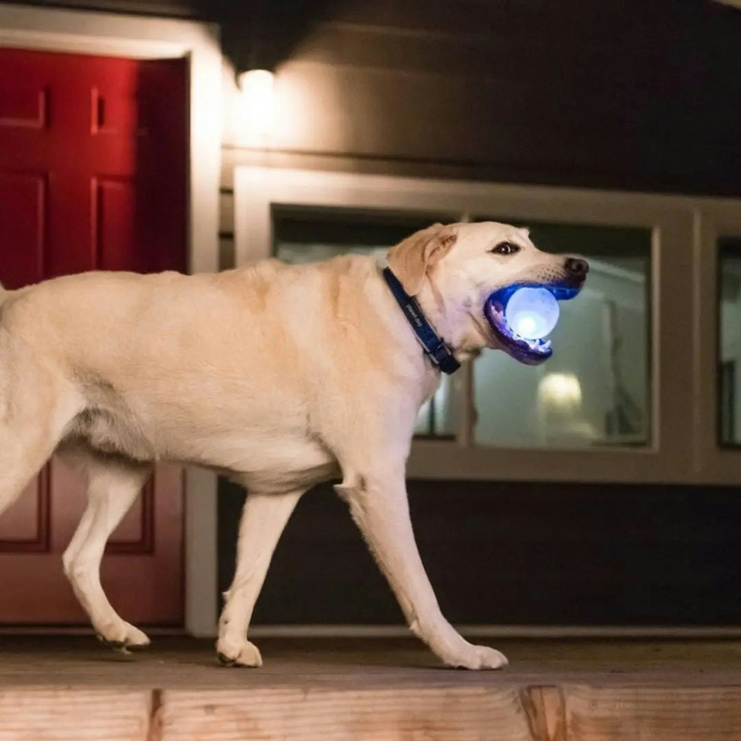 Planet Dog Strobe Ball Hvit med multifarget LED lys