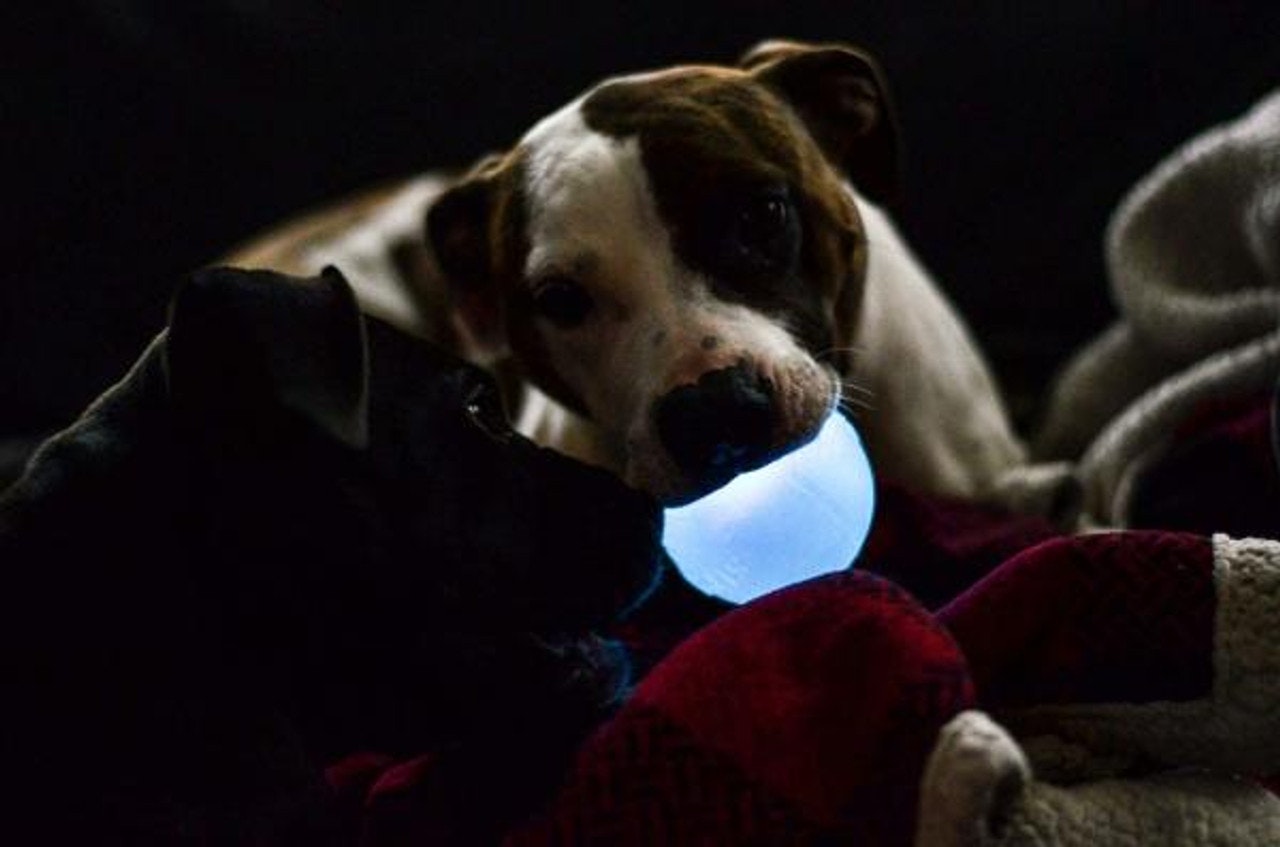 Planet Dog Strobe Ball Hvit med multifarget LED lys