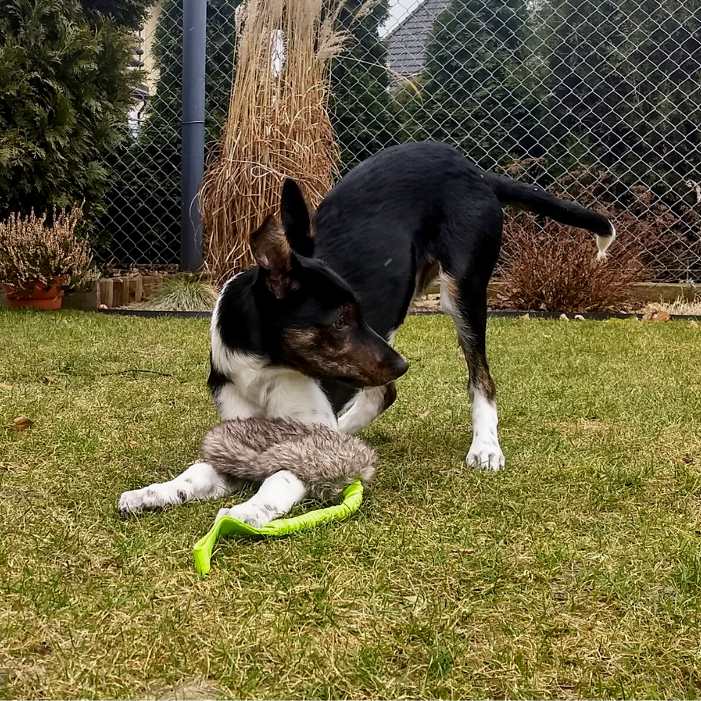 Dingo Draleke "Kanin" med strikk og pip