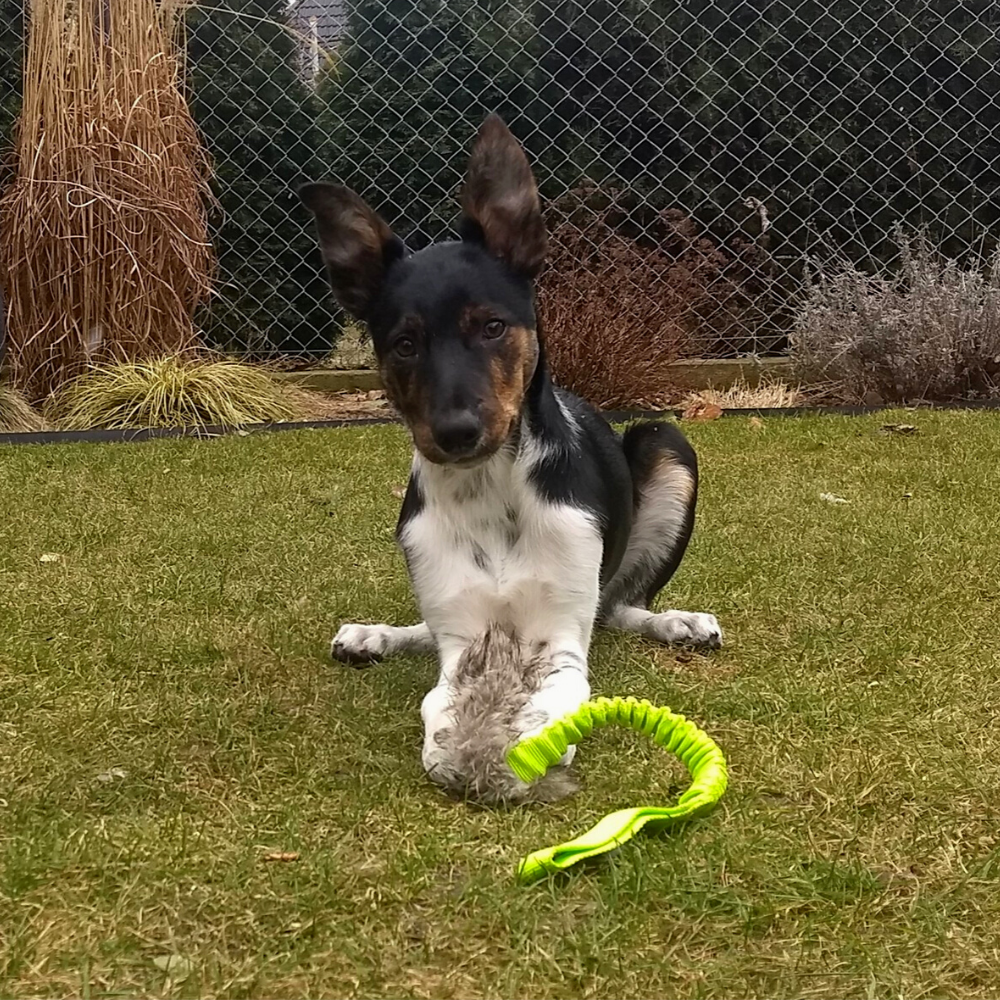 Dingo Draleke "Kanin" med strikk og pip