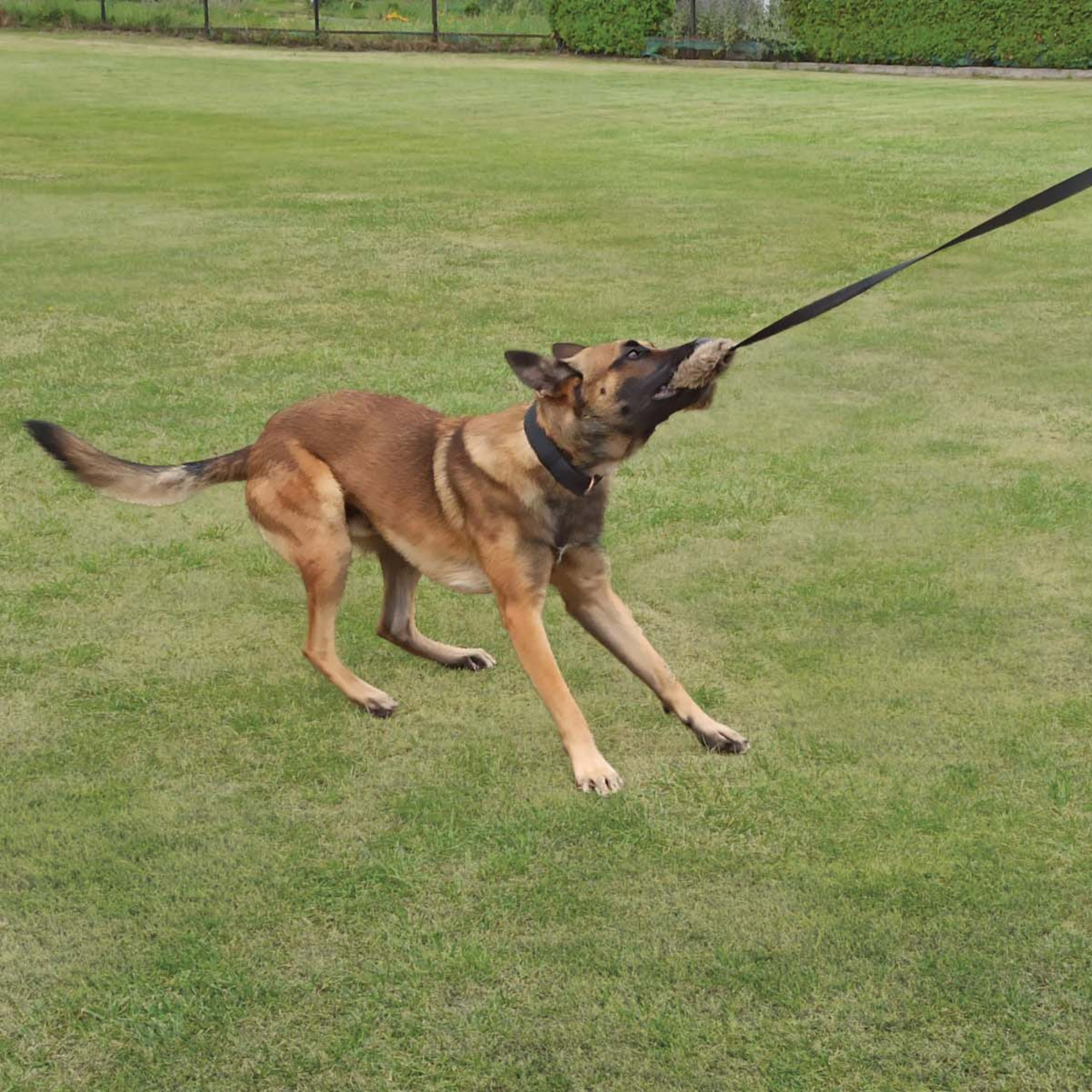 Dingo Draleke "Kanin" med strikk og 150cm snor