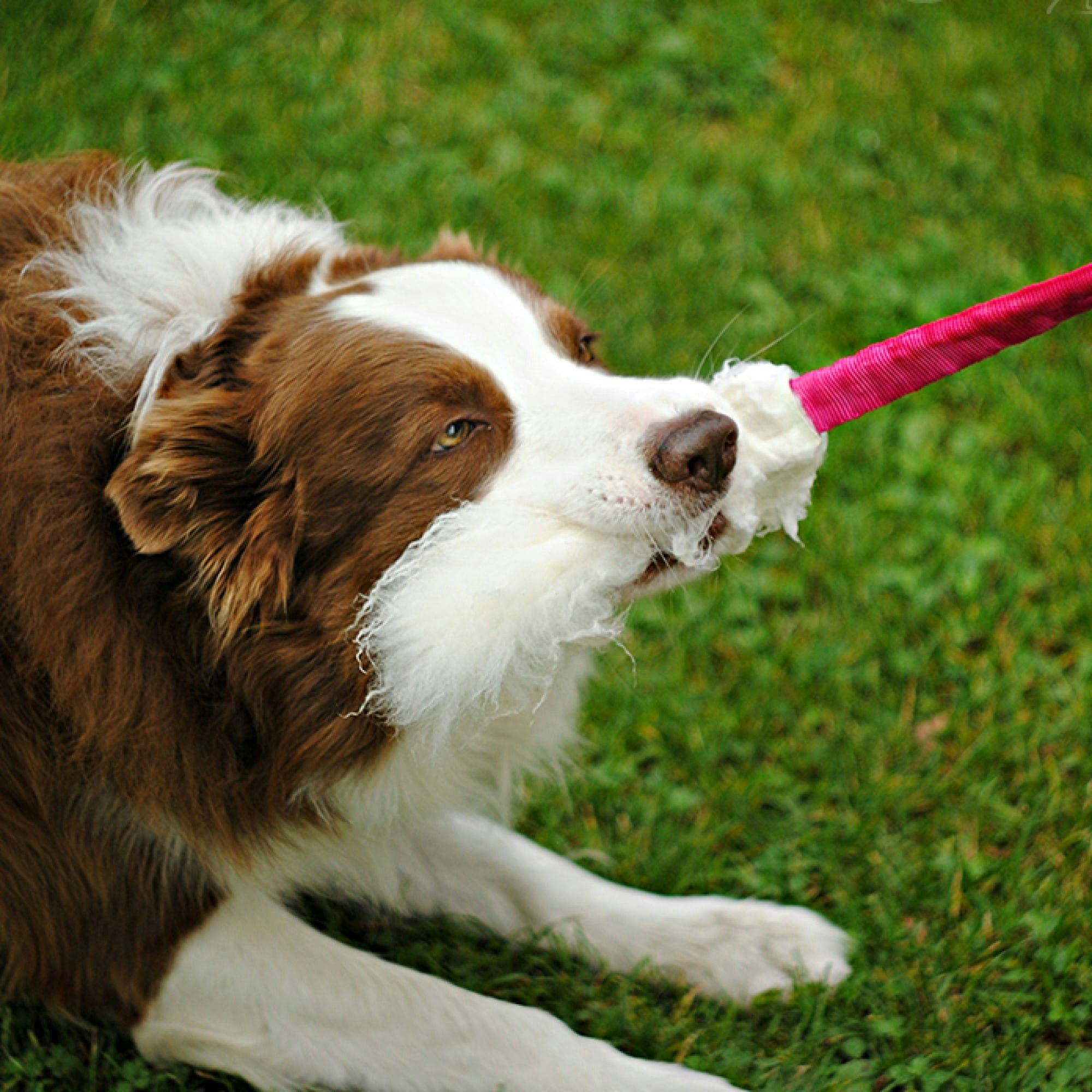 Dingo Draleke m/strikk og "ull" rosa ca 55 cm