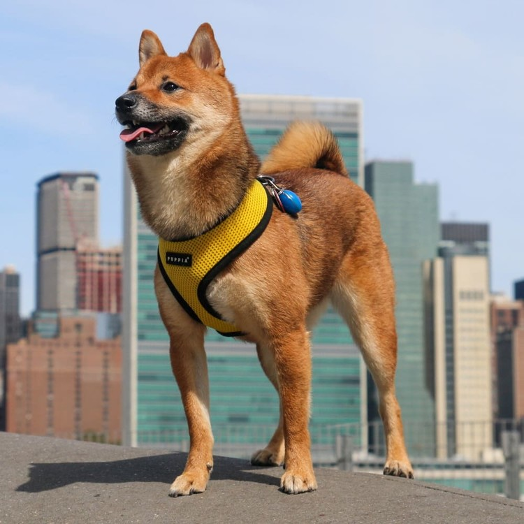 Puppia Soft Harness A Gul / Yellow