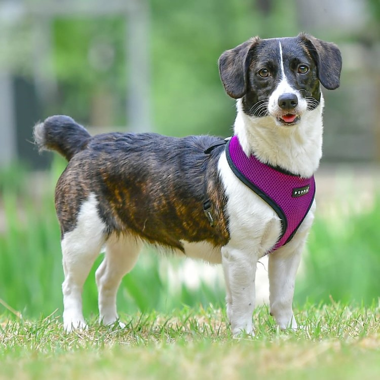 Puppia Soft Harness A Lilla / Purple