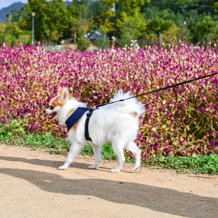 Puppia Soft Harness A Blå / Navy
