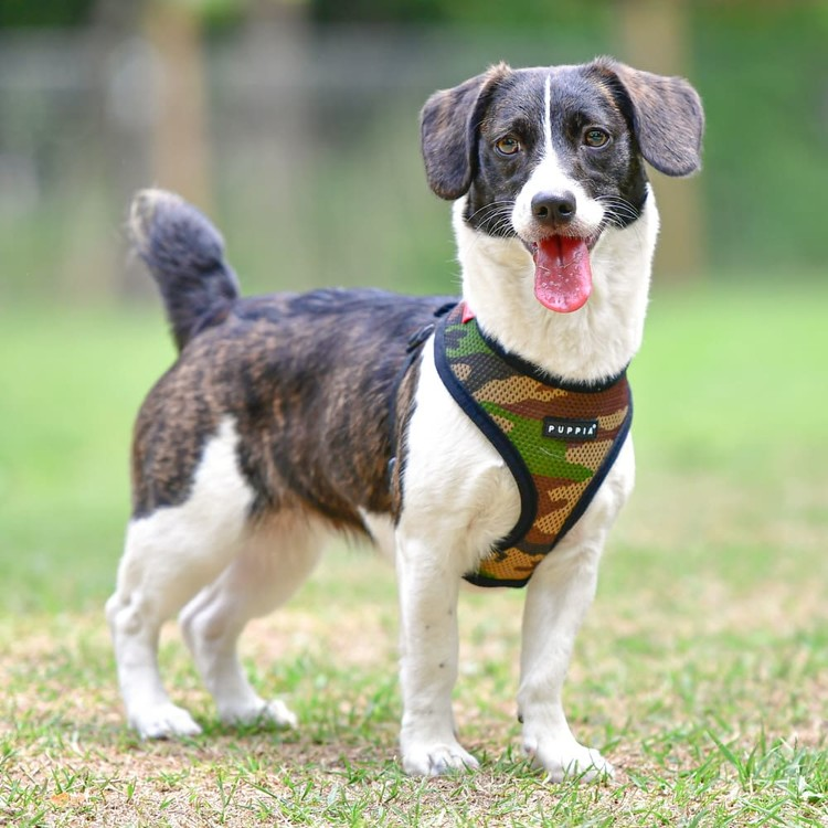 Puppia Soft Harness A Camo