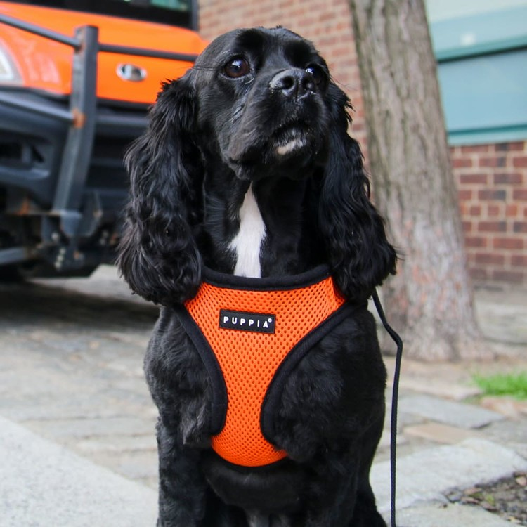 Puppia Soft Harness A Orange