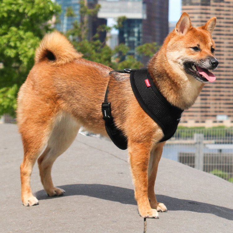 Puppia Soft Harness A Sort / Black