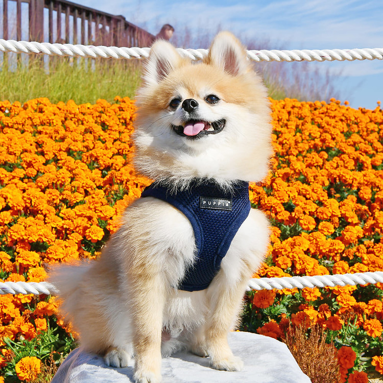Puppia Soft Sport Harness B Blå / Navy
