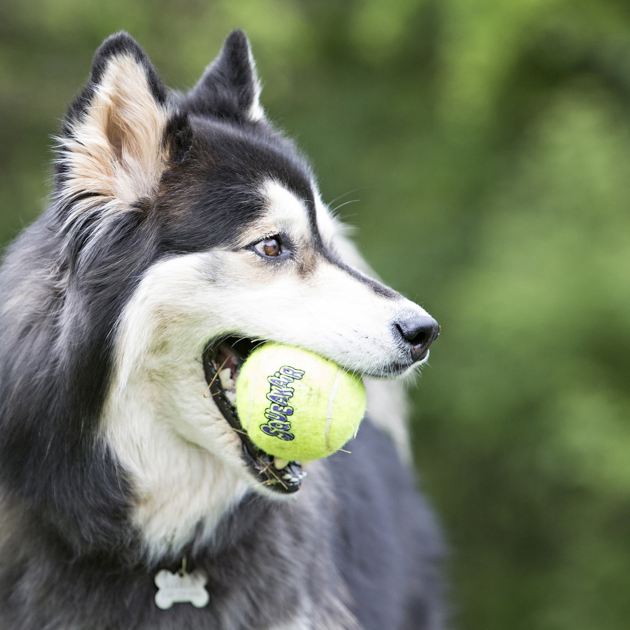 KONG Air Squeaker BallM 3pk