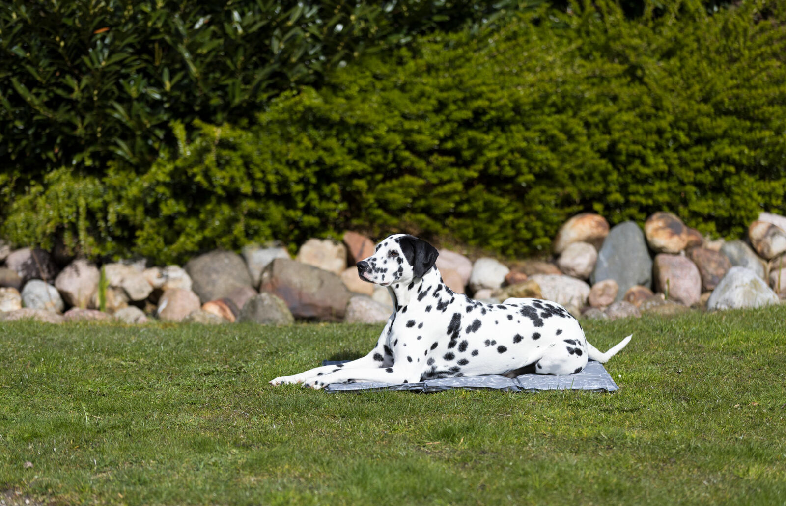 Trixie Kjølematte Soft 110x70cm XXL Grå