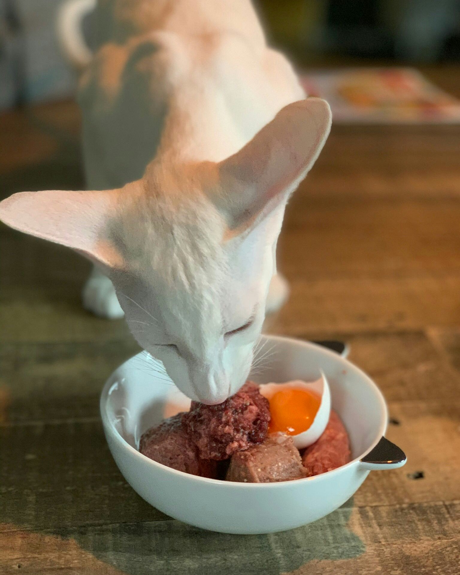 MUSH Vaisto® Cat Gul (Kylling-Okse)