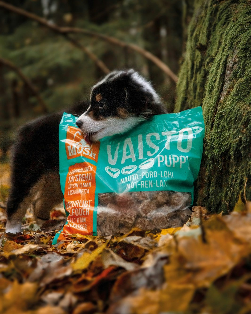 MUSH Vaisto® Okse-Reinsdyr-Laks (Isblå)