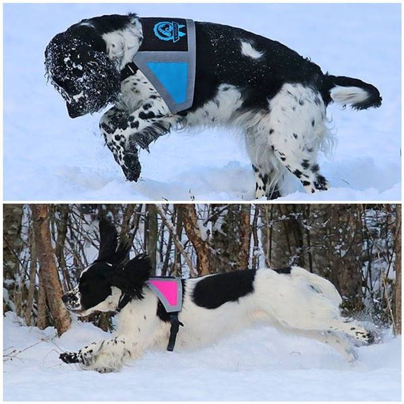 Canelana refleksdekken-refleksvest hund