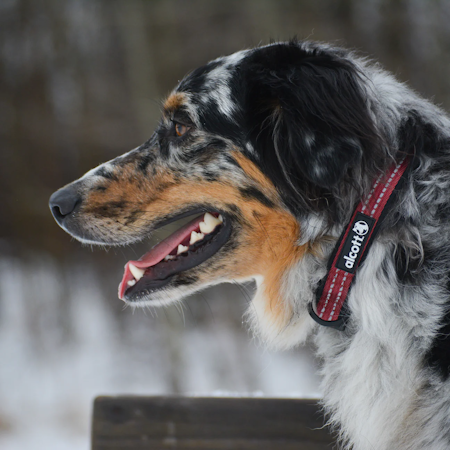 Alcott Adventure Collar Lilla L 45-65cm