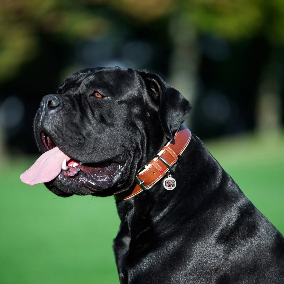 Collar Dobbelts. Lærhalsbånd "Waudog Soft"