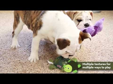 KONG Shells Bear S