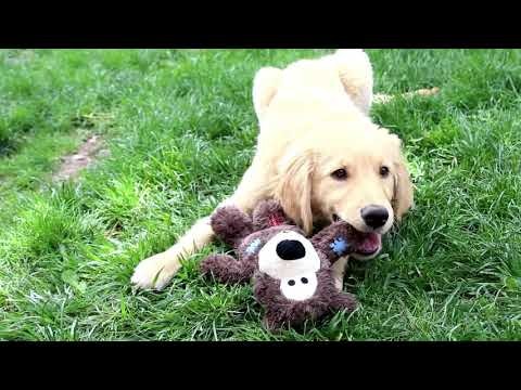 KONG WildKnots Bear assorterte farger