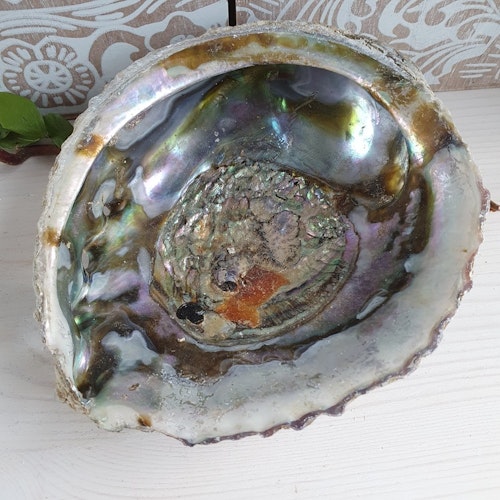 Haliotis Paua Abaloneskal 14 cm