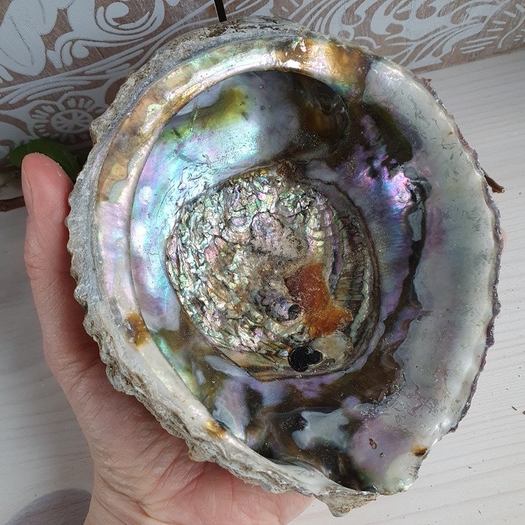 Haliotis Paua Abaloneskal 14 cm