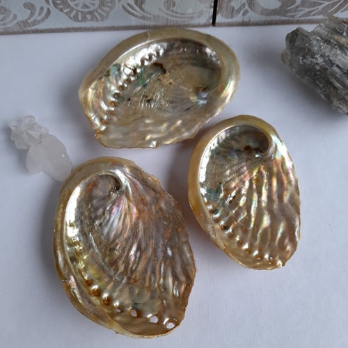 Abalone skal Guld 8 cm
