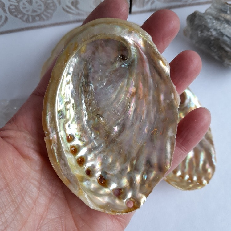 Abalone skal Guld 8 cm