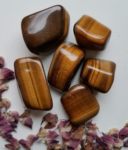 Trumlad Tigeröga, 16-23g M