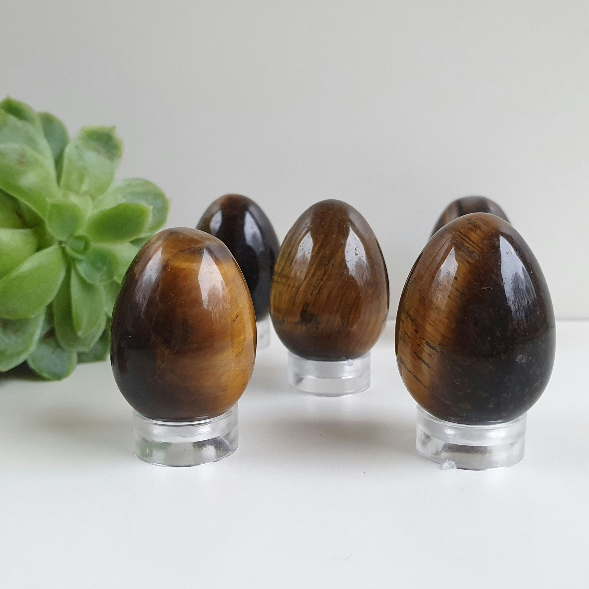 Ägg av Tigeröga 3 cm