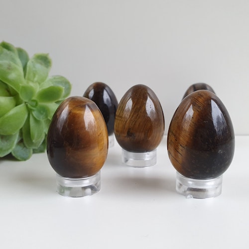 Ägg av Tigeröga 3 cm