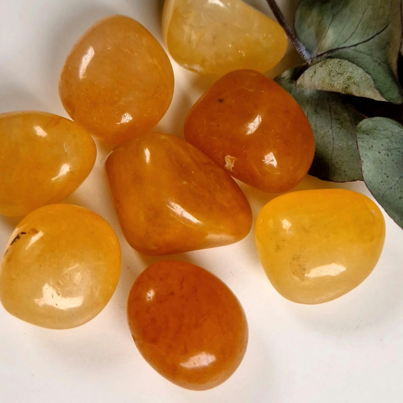 Trumlad Golden Healer 16-23 g M