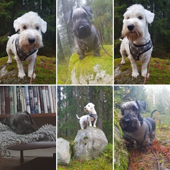 Läsa hund