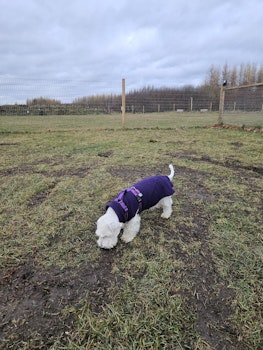 Skräddarsytt till hunden