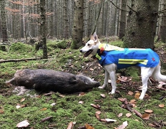 Vildsvinsvästen PRODOGTIVE Hound Protection Wear - Hunters Of Sweden