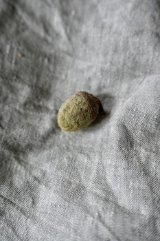 Kopia Ekollon