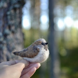 Fågel Gråsparv