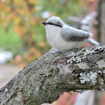 Fågel Nötväcka