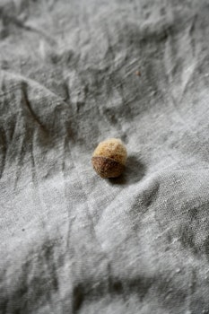 Ekollon