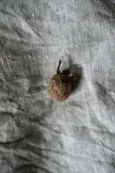 Ekollon