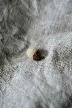 Ekollon